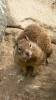 PICTURES/Morro Bay - Otters & Surf/t_Squirrel3.JPG